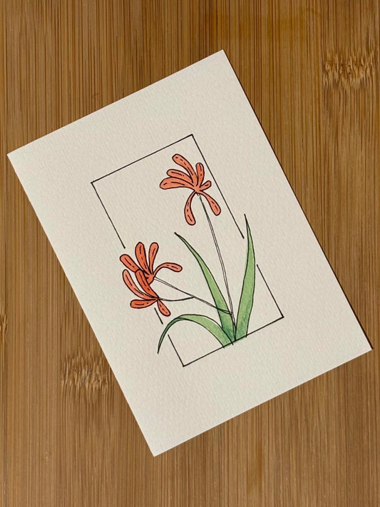Kangaroo Paw