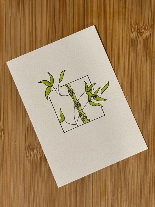 Lucky Bamboo